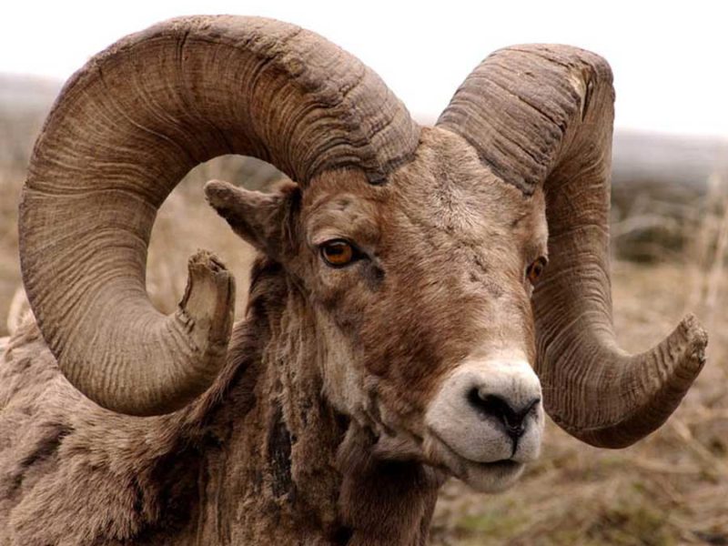 Bighorn sheep and other wildlife are likely to be subjects in a newly announced photography contest focused on Yellowstone National Park.