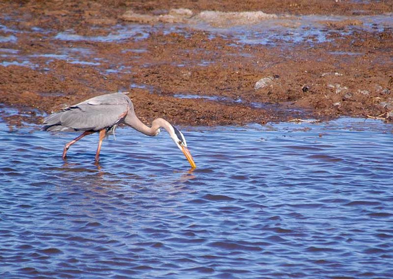 A great blue heron searchers for food near Trout Creek in Yellowstone National Park.