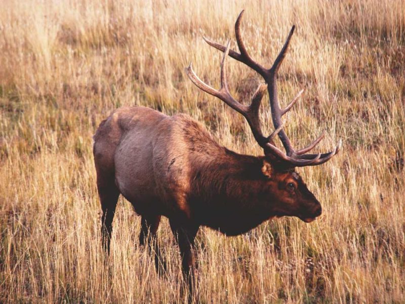 Yellowstone National Park officials are reminding visitors to keep their distance from elk and other wildlife as fall approaches.