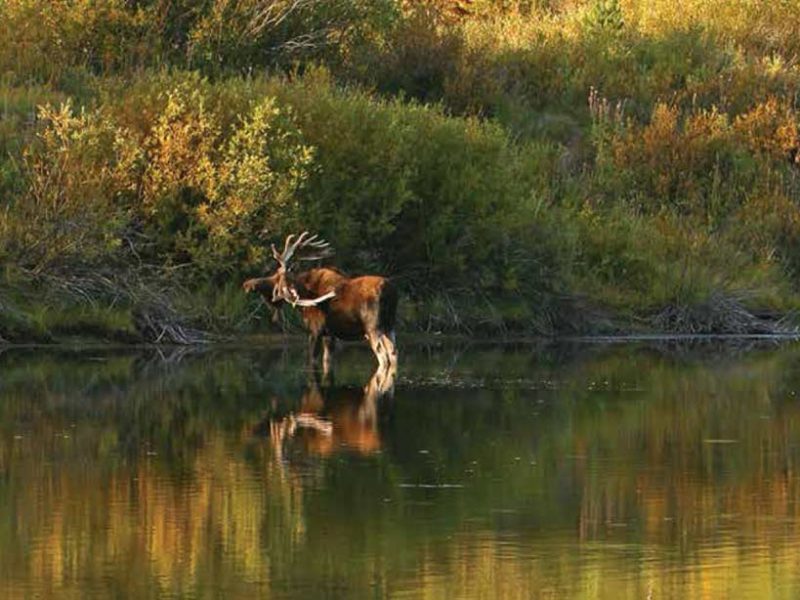 A new report offers insight into the "vital signs" of Grand Teton National Park.