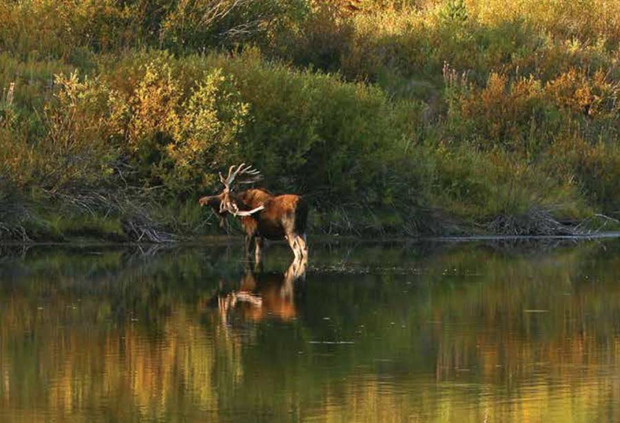 A new report offers insight into the "vital signs" of Grand Teton National Park.