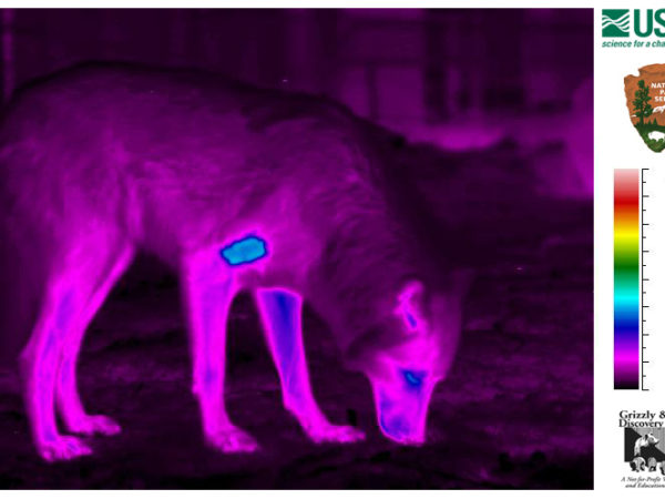 Thermal imaging offers high-tech look at disease among Yellowstone wolves