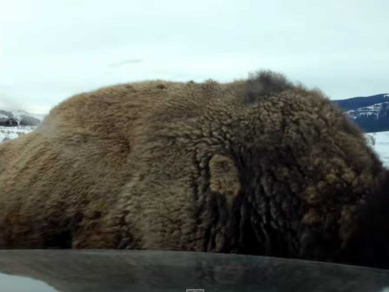 A video screen capture shows a bison in Yellowstone National Park as it rams a parked vehicle in the Lamar Valley.