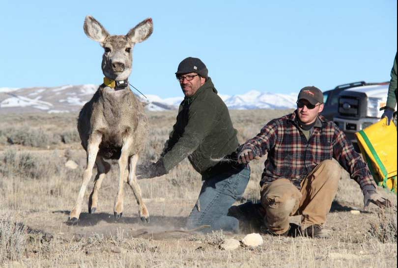 A collared deer leaps away from conservation biologist Matthew Kauffman after being captured and processed this month as part of the Wyoming Migration Initiative. Kauffman will be among eight speakers featured April 17 during TEDx Cody, a conference focused on short presentations centered around a theme of "Depicting the West."