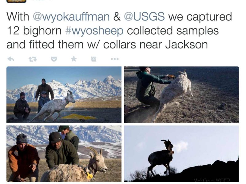 Researchers with the Wyoming Migration Initiative post images form their work on social media channels.