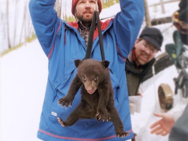 Yellowstone expert weighs in on who wins in a fight: grizzly or gorilla?