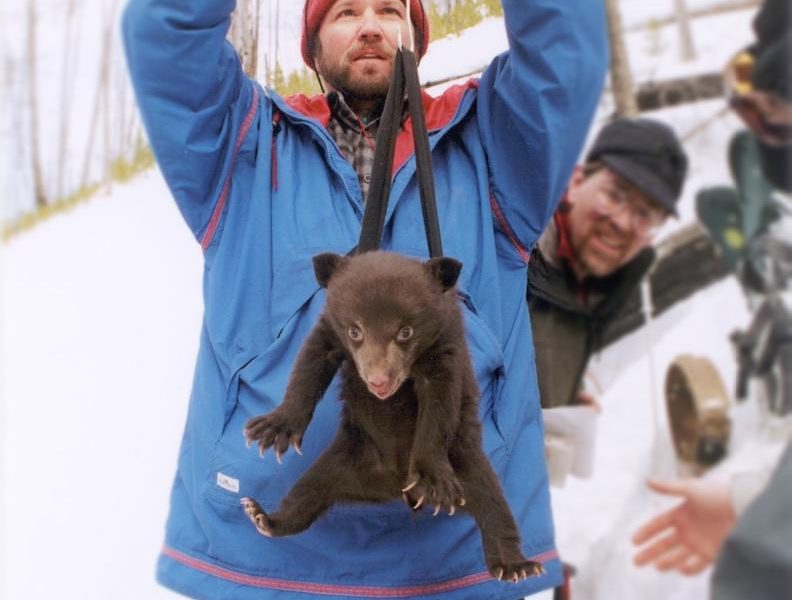 Yellowstone National Park biologist Kerry Gunther weighs a bear cub during field research.