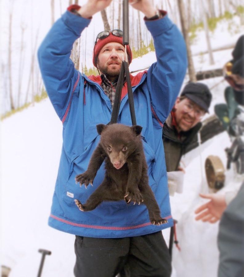 Yellowstone National Park biologist Kerry Gunther weighs a bear cub during field research.