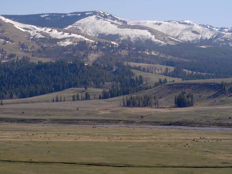 Bison dot the landscape in the Lamar Valley as a lack of snow leaves much of Yellowstone National Park open for spring grazing.