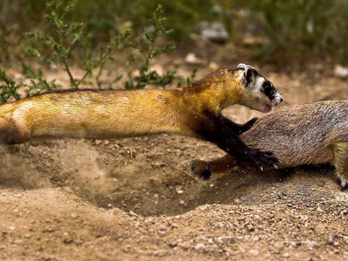 A black-footed ferret chases a prairie dog, which typically makes up more than 90 percent of the ferret's diet.