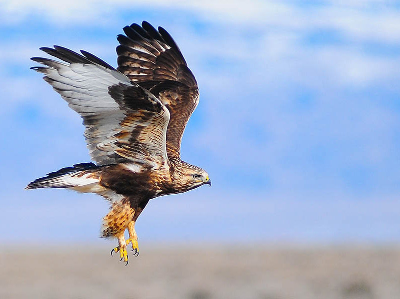 A rough legged hawk takes flight east of Yellowstone National Park.