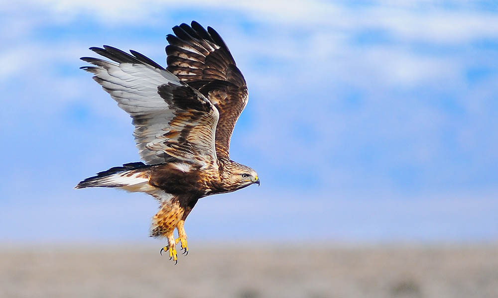 A rough legged hawk takes flight east of Yellowstone National Park.