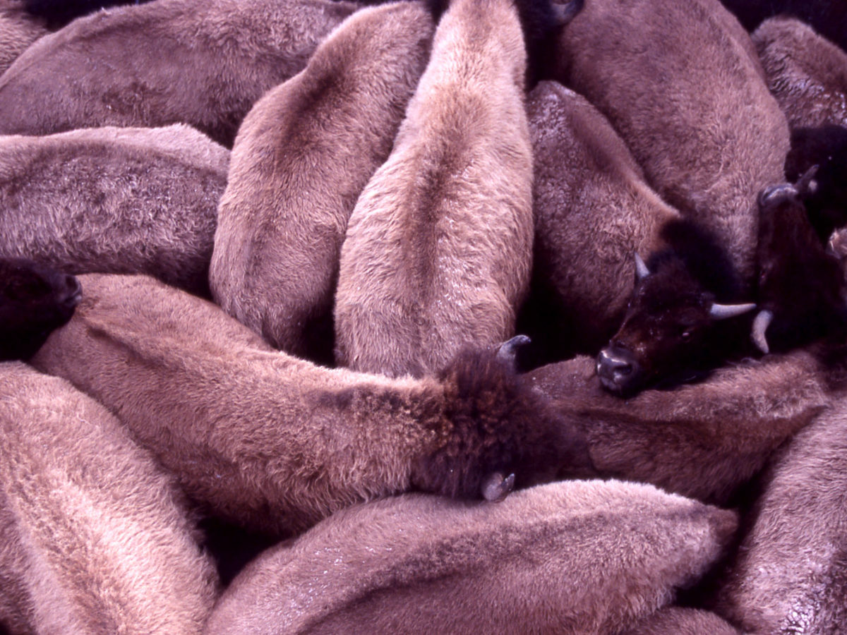 Bison that are destined for slaughter are temporarily crowded into a holding pen at a capture facility in Yellowstone National Park.