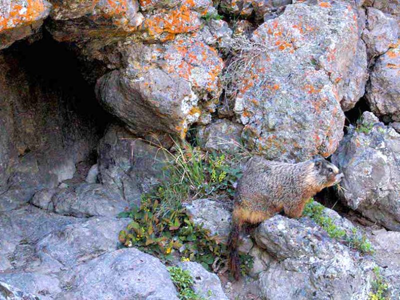 A yellow-bellied marmot watches from the front of its den near Old Faithful Geyser in Yellowstone National Park.