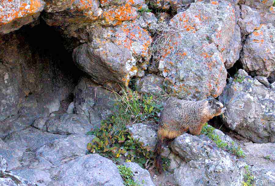 A yellow-bellied marmot watches from the front of its den near Old Faithful Geyser in Yellowstone National Park.