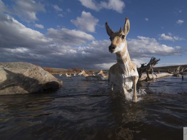 Photos offer intimate look into secrets of Yellowstone migrations