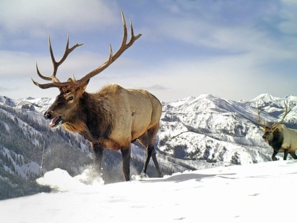 First-ever atlas charts big game migrations across Wyoming