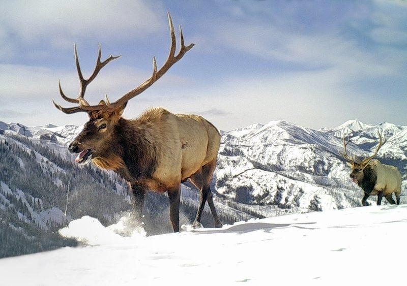 Elk migrate along a high mountain pass outside Cody, Wyo. (Travis Zaffarano/Wyoming Cooperative Fish and Wildlife Research Unit)