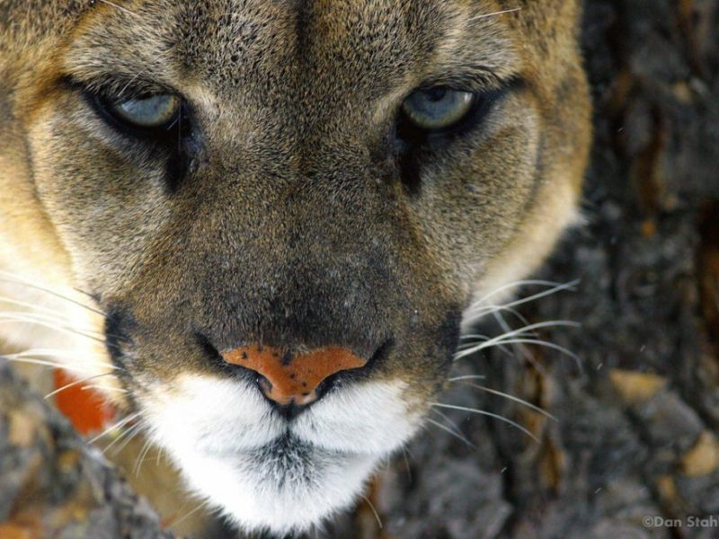 A cougar in Yellowstone.