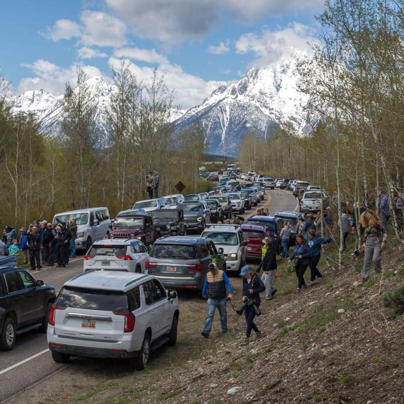 Famous grizzly bear 399 killed in vehicle collision