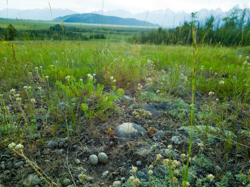 Feds spend $100M for key parcel of Wyoming land inside Grand Teton